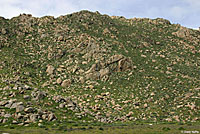 Rosy Boa Habitat