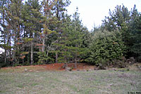 Coast Mountain Kingsnake Habitat