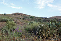 Southwestern Threadsnake Habitat