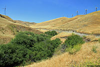 northern pacific rattlesnake habitat