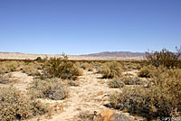 Sonoran Gopher Snake Habitat