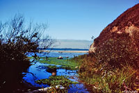 Santa Cruz Gartersnake Habitat