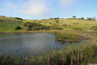 Santa Cruz Gartersnake Habitat