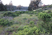 Coast Gartersnake Habitat