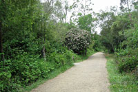 Coast Gartersnake Habitat