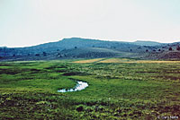 Wandering Gartersnake Habitat