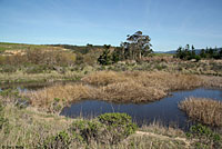 Coast Gartersnake Habitat