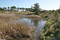 Coast Gartersnake Habitat