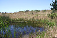 Sierran Treefrog Habitat