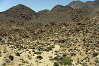 Desert Threadsnake Habitat