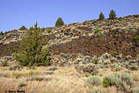 great basin rattlesnake habitat