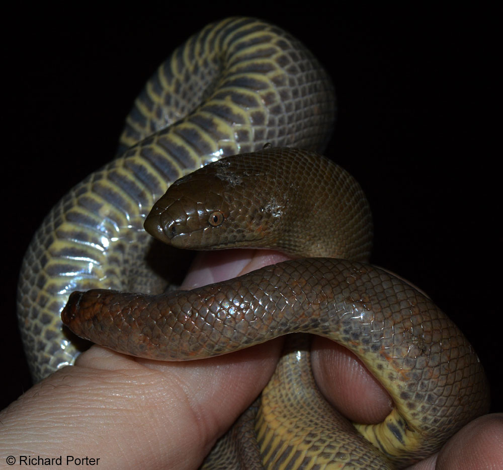 Northern Rubber Boa Charina bottae
