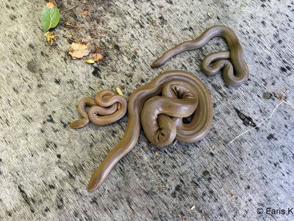 Northern Rubber Boa Charina bottae