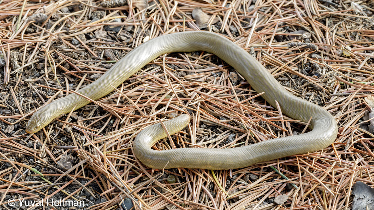 Northern Rubber Boa Charina bottae