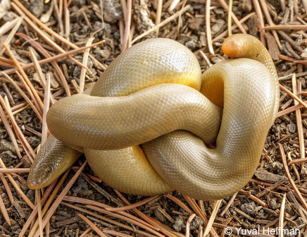 Northern Rubber Boa Charina bottae