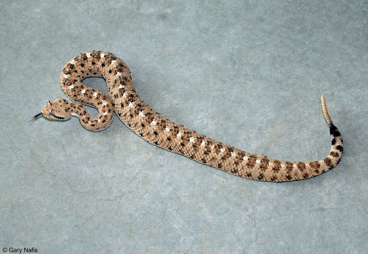 Звук змеи. Rattlesnake Sound. Great basin Rattlesnakes.. Слушать про змею