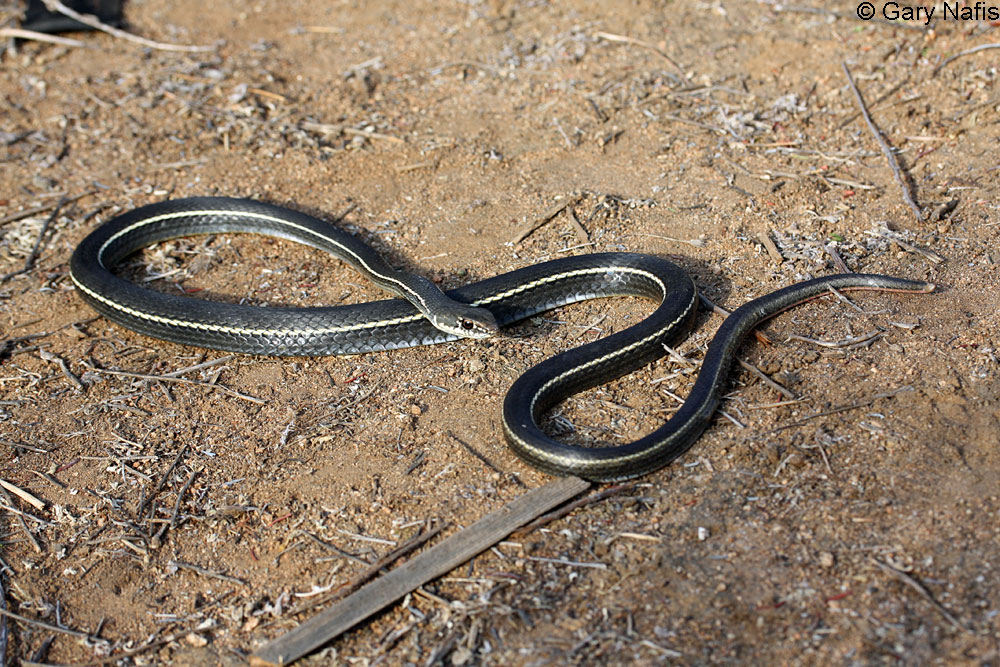 California Striped Racer