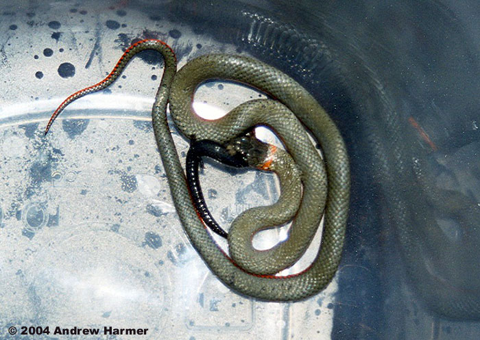 Regal Ring-necked Snake - Diadophis punctatus regalis