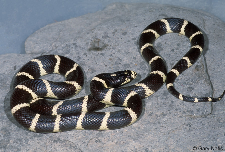Black And Yellow Snake Southern California - Snake Poin