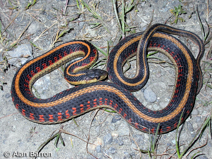 Valley Gartersnake - Thamnophis sirtalis fitchi