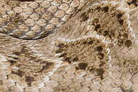 Western Diamond-backed Rattlesnake