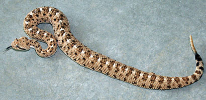 Sonoran Sidewinder