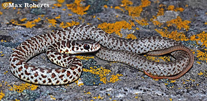 western yellow-bellied racer