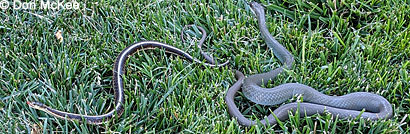 western yellow-bellied racer