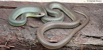 western yellow-bellied racer