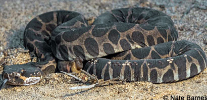 southern pacific rattlesnake