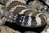 northern pacific rattlesnake