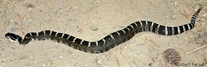 northern pacific rattlesnake