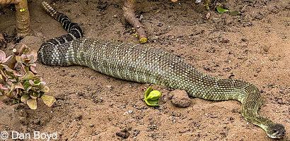 northern pacific rattlesnake