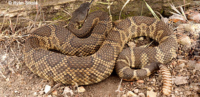 northern pacific rattlesnake