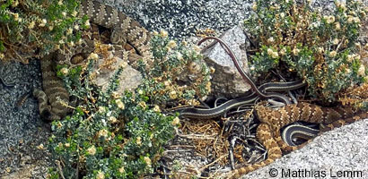 rattlesnake