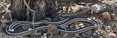 Desert Striped Whipsnake