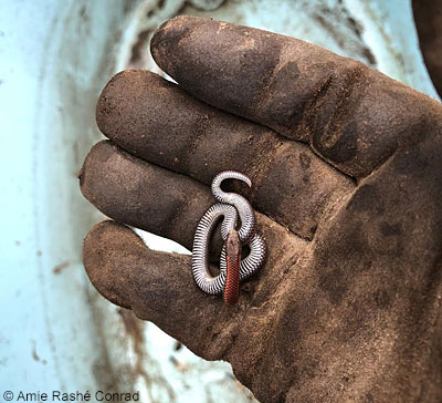 Sharp-tailed Snake