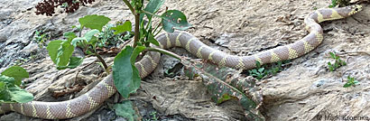 California Kingsnake