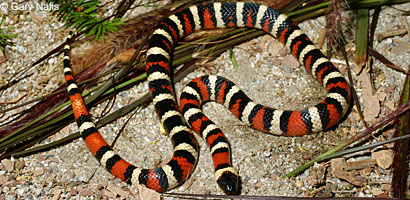 California Mountain Kingsnake