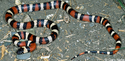 California Mountain Kingsnake