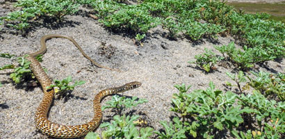 Baja California Coachwhip