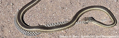 Desert Striped Whipsnake
