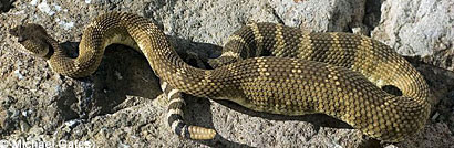 northern pacific rattlesnake