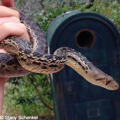 San Diego Gopher Snake