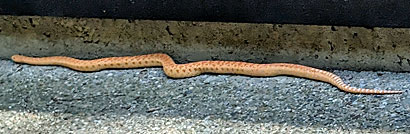 Pacific Gopher Snakes