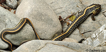 Diablo Range Gartersnake