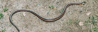 Coast Gartersnake