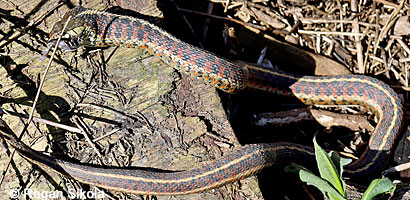 Coast Gartersnake