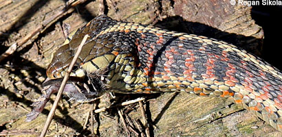 Coast Gartersnake