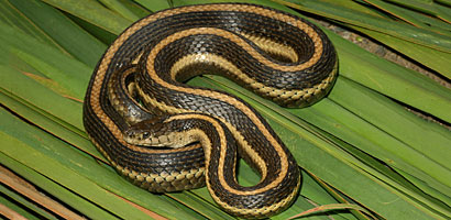 Giant Gartersnake